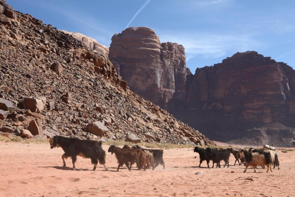 Bedouin Expedition Вади-Рам Экстерьер фото